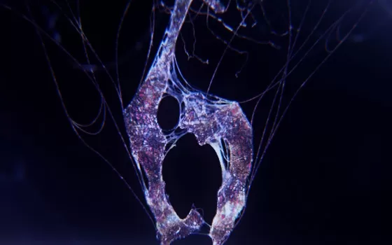 XBOX 360《生化危机6 典藏版(BIOHAZARD 6 incl DLC and TU3)》中文版GOD下载