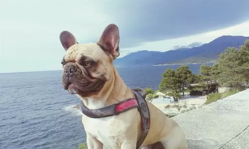 [3DS]《任天猫狗 法国斗牛犬与新伙伴》中文版CIA下载_0