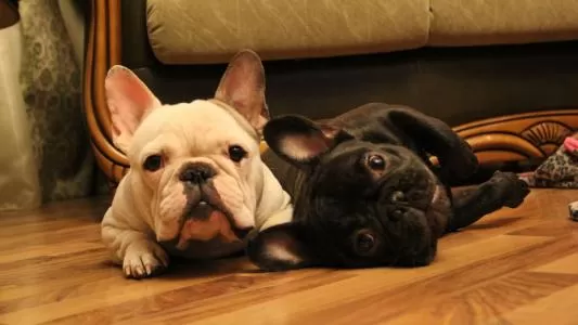[3DS]《任天猫狗 法国斗牛犬与新伙伴》中文版CIA下载_1