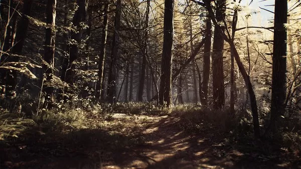 [PC]《女巫布莱尔 Blair Witch》豪华版中文版下载_0
