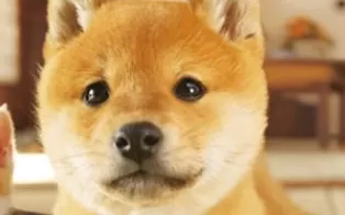 3DS《任天猫狗 柴犬与新伙伴》中文版3ds/cia下载