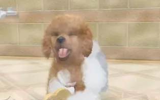 3DS《任天狗+猫-玩具贵宾犬与新朋友Nintendogs + Cats – Toy Poodle & New Friends》美版3ds下载