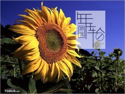 3DS《花与生物立体图鉴 Hana to Ikimo no Rittai Zukan》日版3ds下载_1