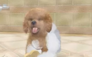 3DS《任天狗+猫-玩具贵宾犬与新朋友 Nintendogs + Cats – Toy Poodle & New Friends》欧版3ds下载