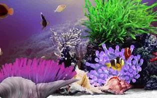 Xbox360《热带鱼水族馆》日文版下载