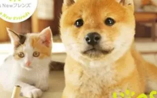 3DS《任天猫狗 柴犬与新伙伴 Nintendogs + Cats》中文版cia下载